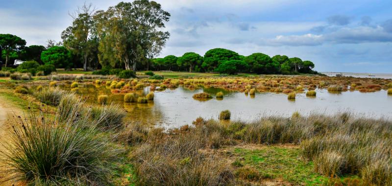 Parque Nacional de Doñana – Andalucía (España) 