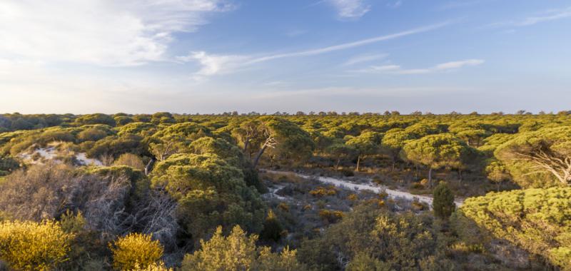 Parque Nacional de Doñana – Andalucía (España) 