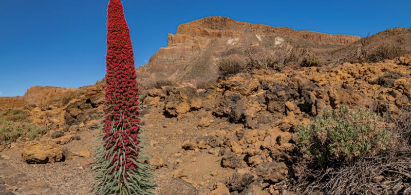 Parque Nacional del Teide – Islas Canarias (España) - Tajinaste rojo